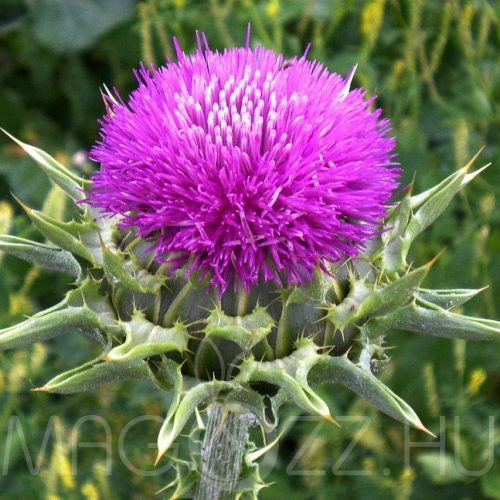 MÁRIATÖVIS 'Silybum marianum'!20DB MAG