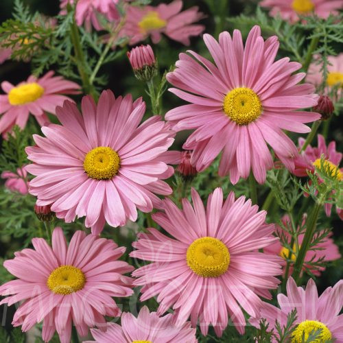 Rózsaszín margitvirág (Tanacetum coccineum)!10db mag