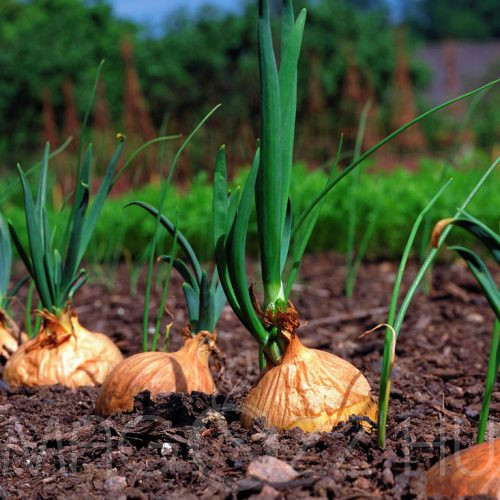 Makói Vöröshagyma 'Allium cepa'!50db mag