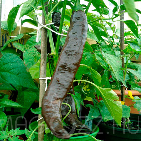 Pasilla Bajio Chili paprika!3db mag