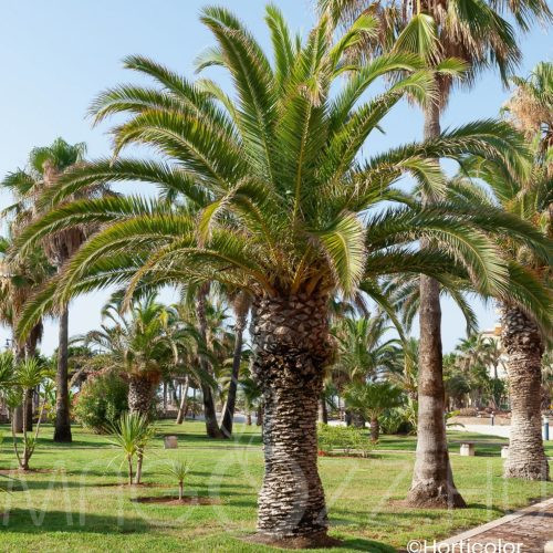 Főnixpálma(Phoenix canariensis)!10db mag