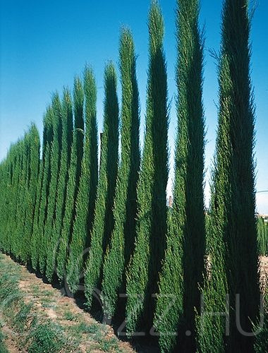 Oszlopos Európai Ciprus 'Cupressus sempervirens'!10db mag