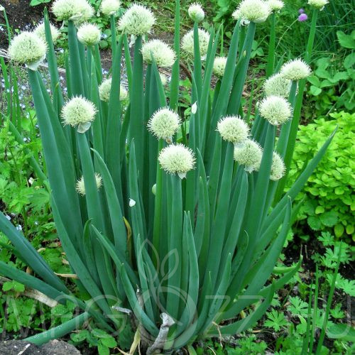 Téli Sarjadékhagyma'Allium fistulosum'!25db mag