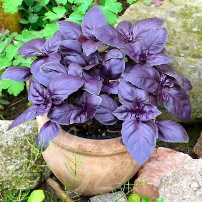 RUBIN BAZSALIKOM 'Ocimum basilicum Red Rubin'!20db mag