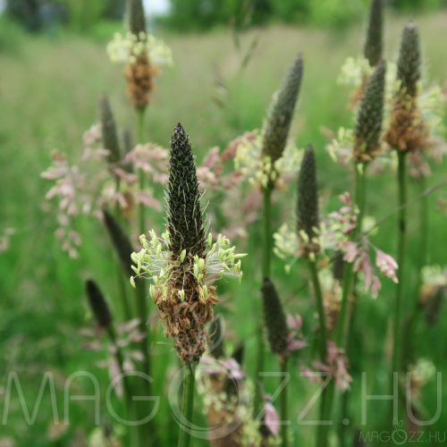 Lándzsás Útifű 'Plantago lanceolata' 50db mag