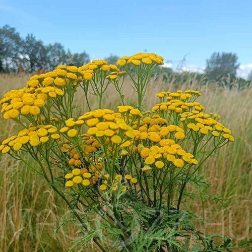 Gilisztaűző varádics (Tanacetum vulgare)!20db mag