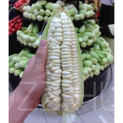 Óriás Perúi fehér csemege kukorica (Giant Peruvian Cusco)!6db mag