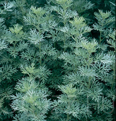 Fehér üröm (Artemisia absinthium)!15db mag