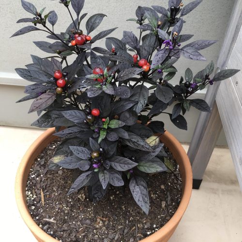 Black Pearl chili paprika!3db mag