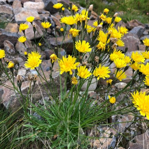 Őszi oroszlánfog (Leontodon autumnalis) 15db mag