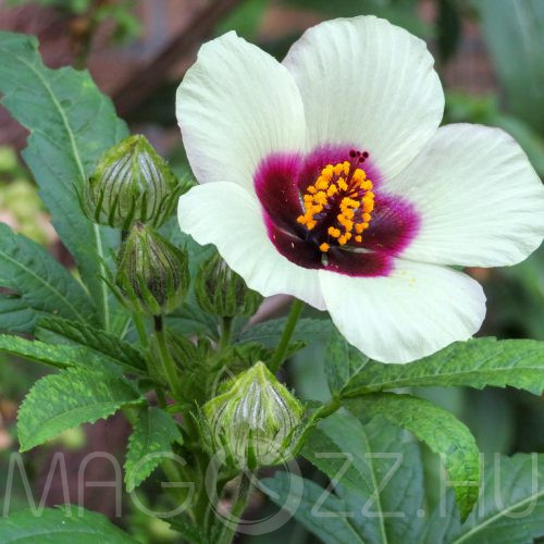 Varjúmák (Hibiscus trionum) 10db mag
