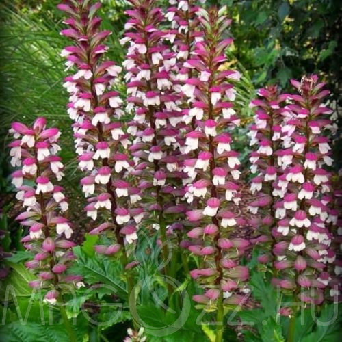Balkáni medveköröm (Acanthus hungaricus) 5db mag