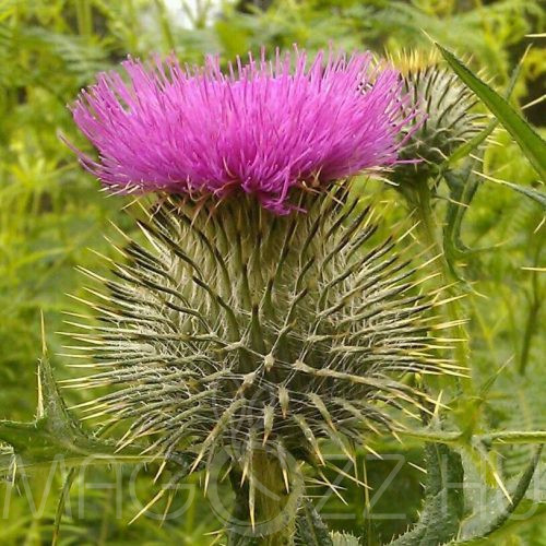 Lándzsás aszat (Cirsium vulgare)15db mag