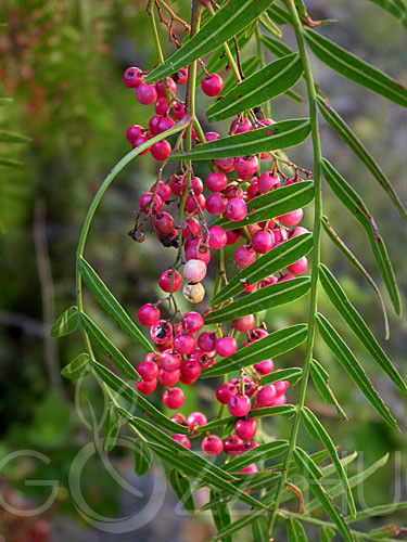 Rózsabors (Schinus molle)10db mag