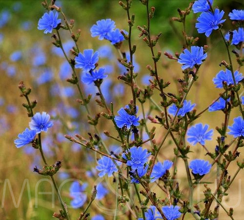 Mezei katáng (Cichorium intybus) 20db mag