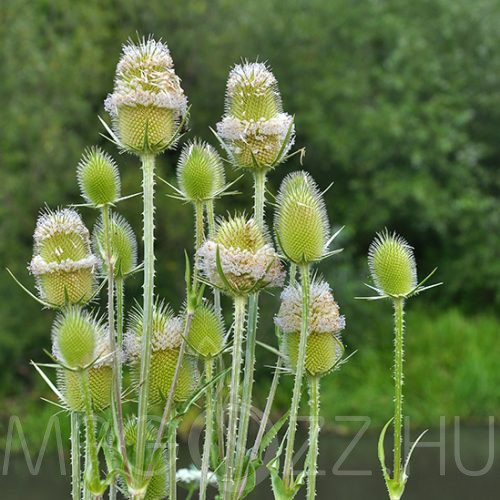 Héjakút mácsonya (Dipsacus laciniatus) 20db mag