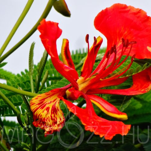 Tűzfa "Delonix Regia" 2db mag