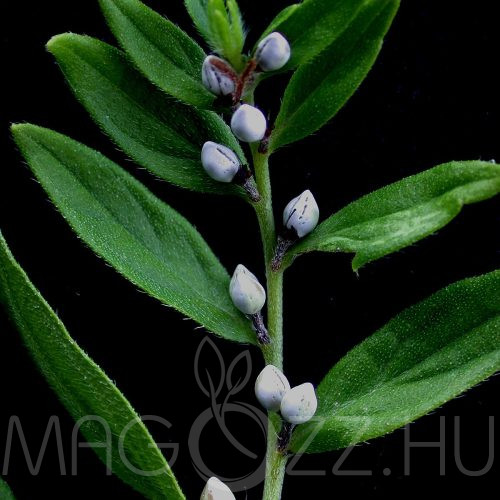 Kőmagvú gyöngyköles (Lithospermum officinale) 30db mag