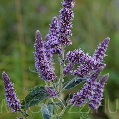 Lómenta (Mentha longifolia) 25db mag