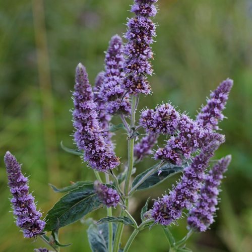 Lómenta (Mentha longifolia) 25db mag