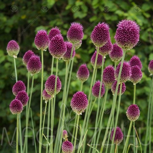 Bunkós díszhagyma (Allium sphaerocephalon) 20db mag
