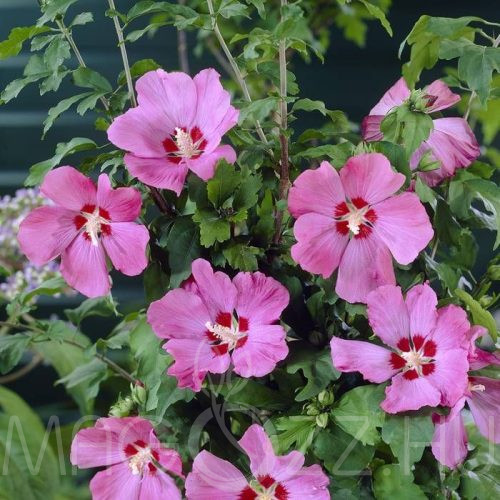 Mályvacserje "Woodbridge"(Hibiscus syriacus)