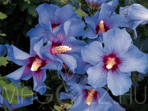 Mályvacserje "Marina" (Hibiscus syriacus) 10db mag