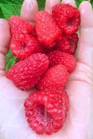 Nagyszemű Málna"Rubus Iadeus San Rafael" 20db mag