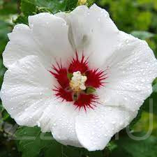 Mályvacserje fehér (Hibiscus syriacus) 10db mag