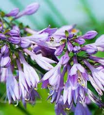 Lila árnyliliom (Hosta 'Purple Heart)15db mag