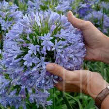 Szerelemvirág (Agapanthus)6db mag