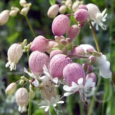 Hólyagos Habszegfű (Silene vulgaris) 10db mag