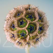Csillagos ördögszem( Scabiosa stellata)3db mag