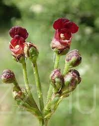 Göcsös görvélyfű (Scrophularia nodosa) 30db mag