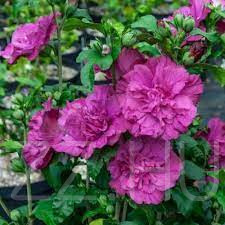 Mályvacserje "Magenta Chiffon" (Hibiscus syriacus)10db mag