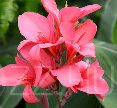 Rózsaszín  Kanna virág /Canna 'Pink'/5db mag