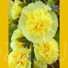 HOLLYHOCK-ALCEA ROSEA-YELLOW Mályvarózsa 6db mag