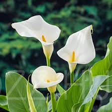 Fehér Kála "Zantedeschia aethiopica"3db mag