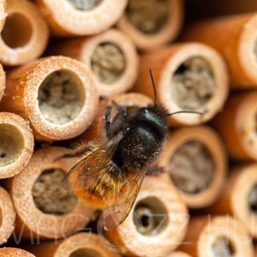 Osmia-faliméh méhbölcső 1db