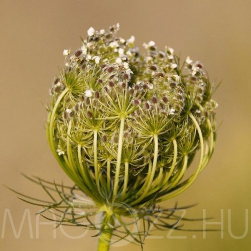 Vadmurok (Daucus carota) 50db mag