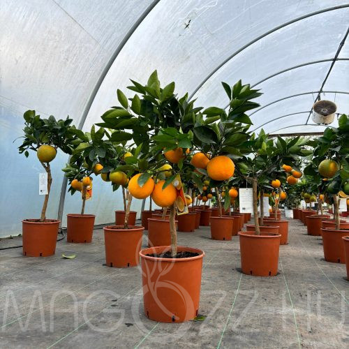 Édes narancs 'Citrus sinensis' 1db