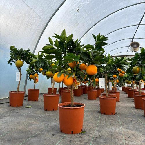 Édes narancs 'Citrus sinensis' 1db