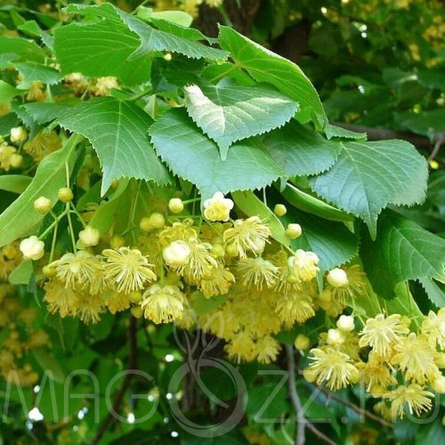 Kislevelű Hárs (Tilia cordata ) 20db mag