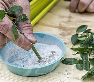 Gyökereztető hormon 'kis kiszerelés' 10g