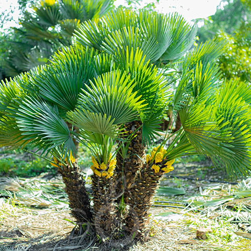 Lószőrpálma 'Chamaerops humilis' 2db mag