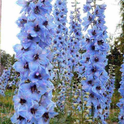 Kék Óriás Sarkantyúfű 'Delphinium cultorum' 10db mag