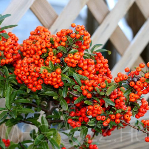 Tűztövis 'Pyracantha coccinea' 15db mag