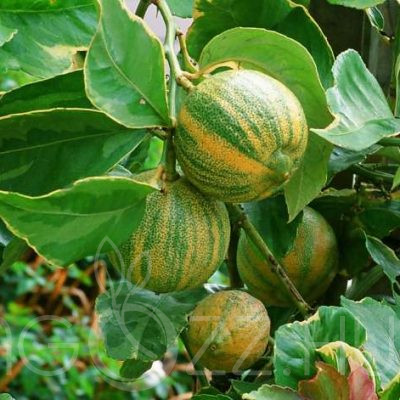 Tarka citromfa - Variegata  1db