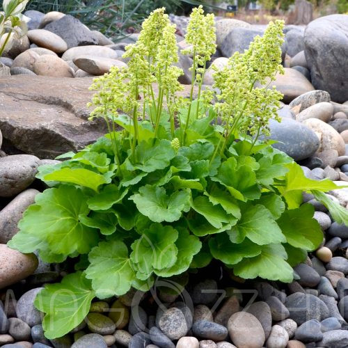 Tűzgyöngyvirág Heuchera ‘Blondie in Lime’ 25db mag