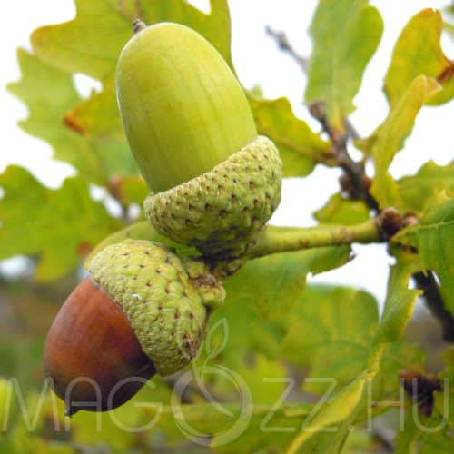 Kocsányos Tölgy 'Quercus robur' 10db mag